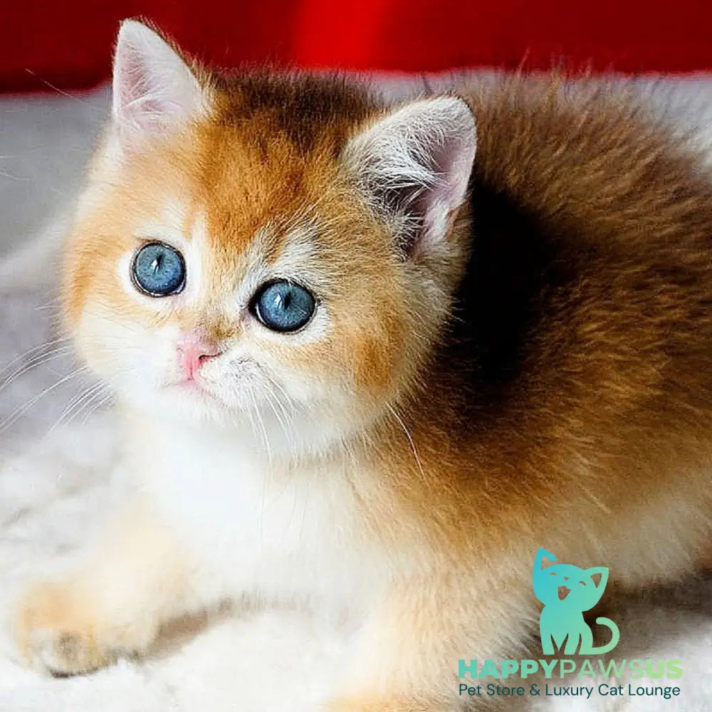 Tiffany British Shorthair female black golden chinchilla - live animals