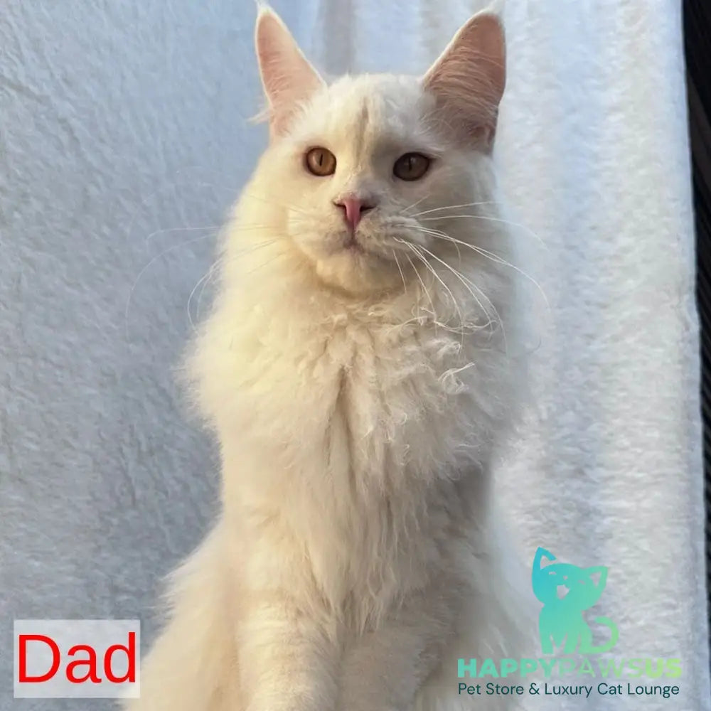 Tiffany Maine Coon female black tortie silver - live animals