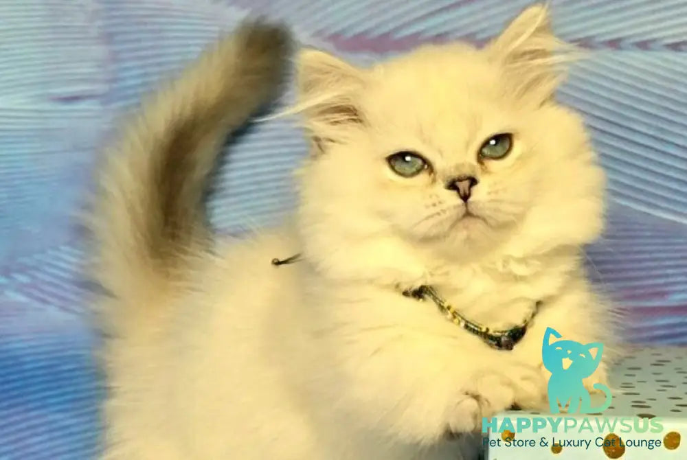 Tiffany Munchkin female black silver shaded pointed - live animals