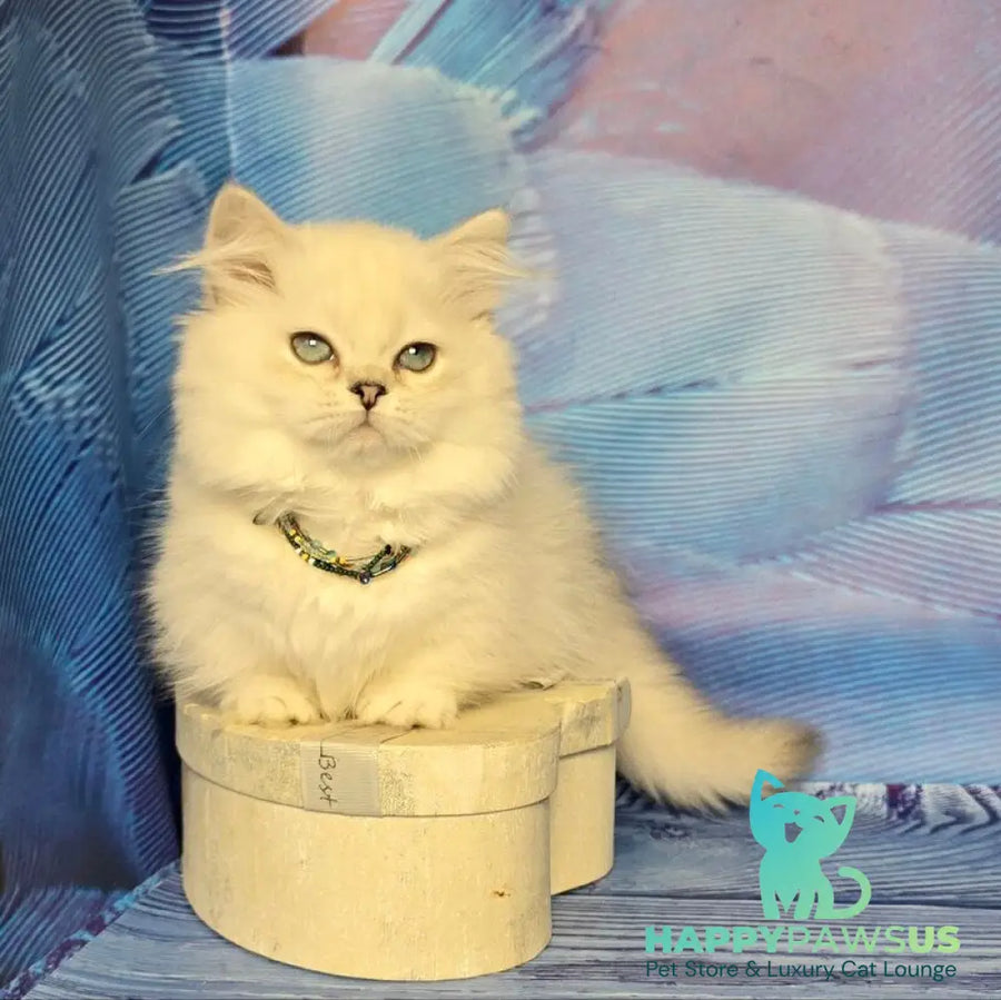 Tiffany Munchkin female black silver shaded pointed - live animals