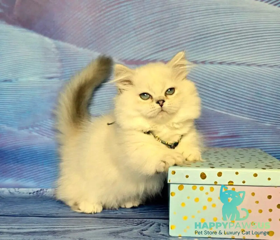 Tiffany Munchkin female black silver shaded pointed - live animals