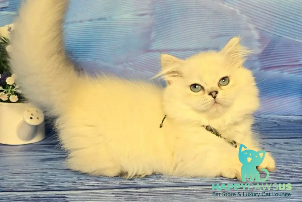 Tiffany Munchkin female black silver shaded pointed - live animals
