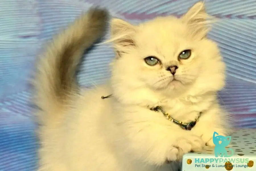 Tiffany Munchkin female black silver shaded pointed - live animals