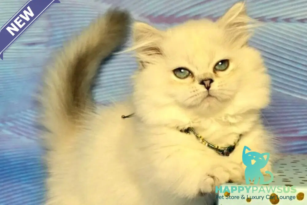 Tiffany Munchkin female black silver shaded pointed - live animals