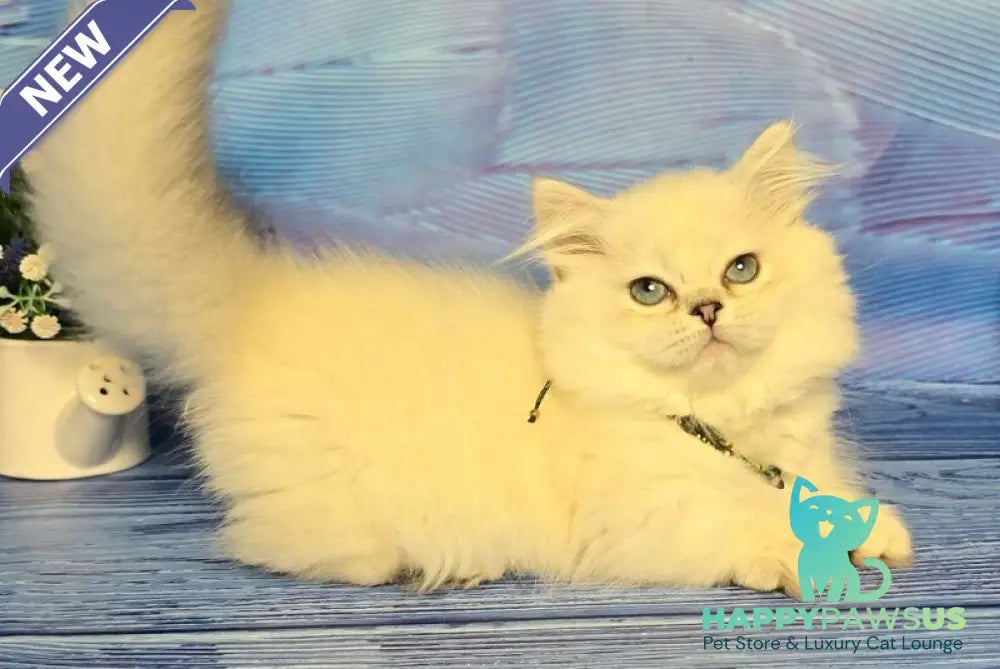 Tiffany Munchkin female black silver shaded pointed - live animals