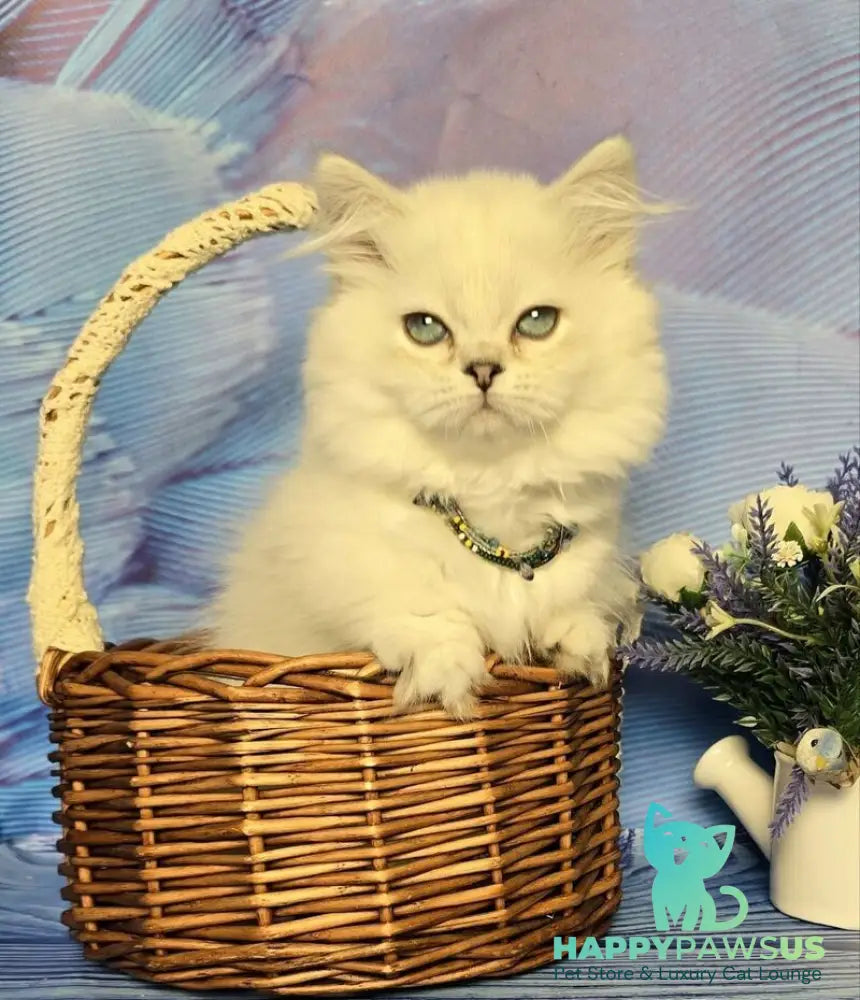 Tiffany Munchkin female black silver shaded pointed - live animals