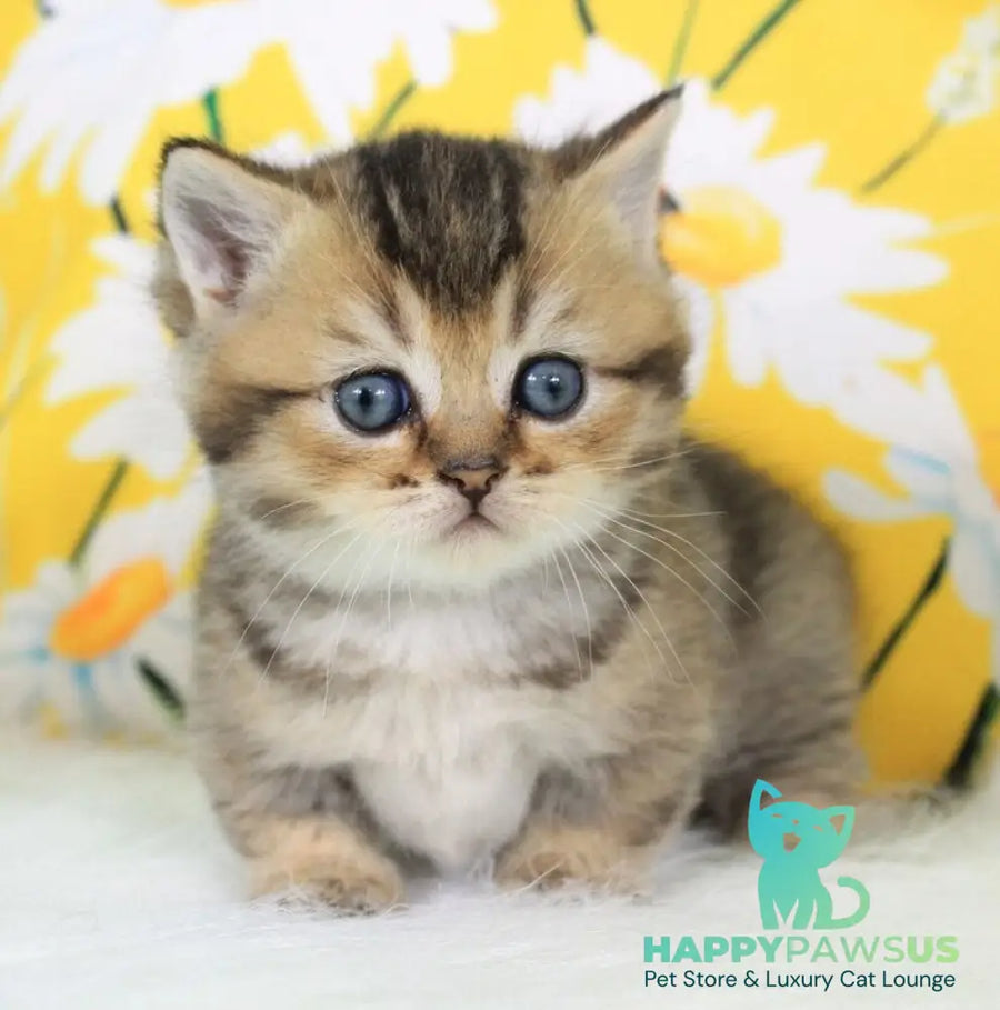 Tiffany Munchkin female black ticked tabby - live animals
