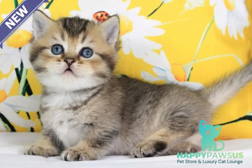 Tiffany Munchkin female black ticked tabby - live animals