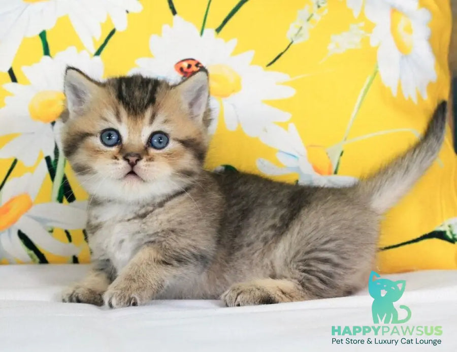 Tiffany Munchkin female black ticked tabby - live animals