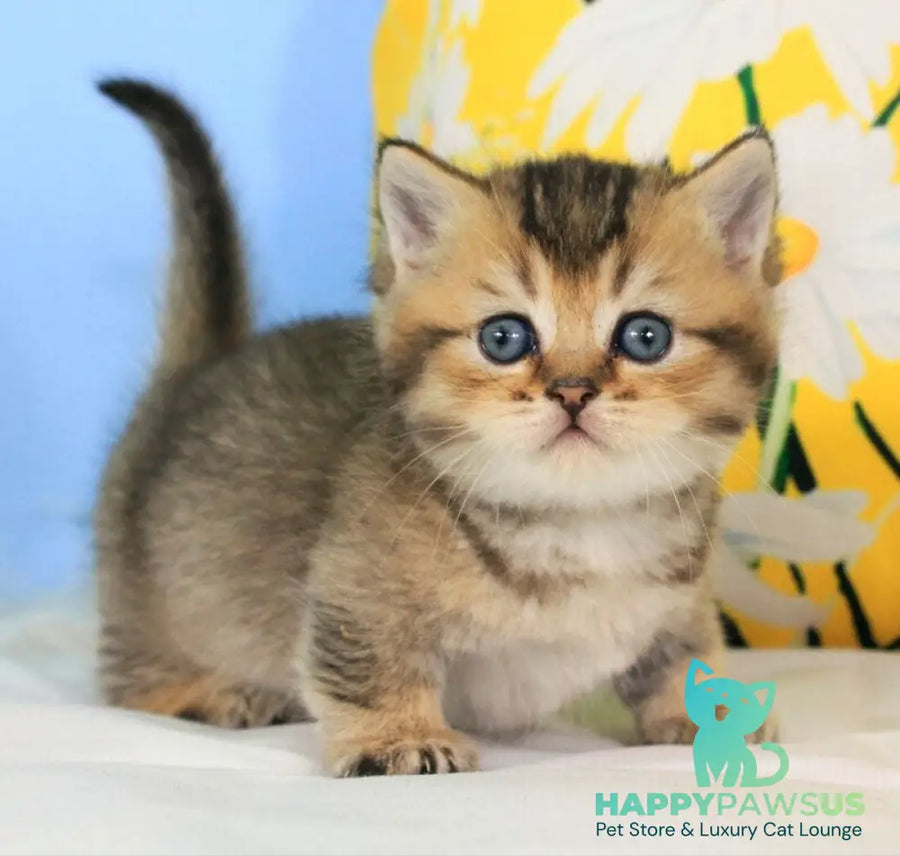 Tiffany Munchkin female black ticked tabby - live animals