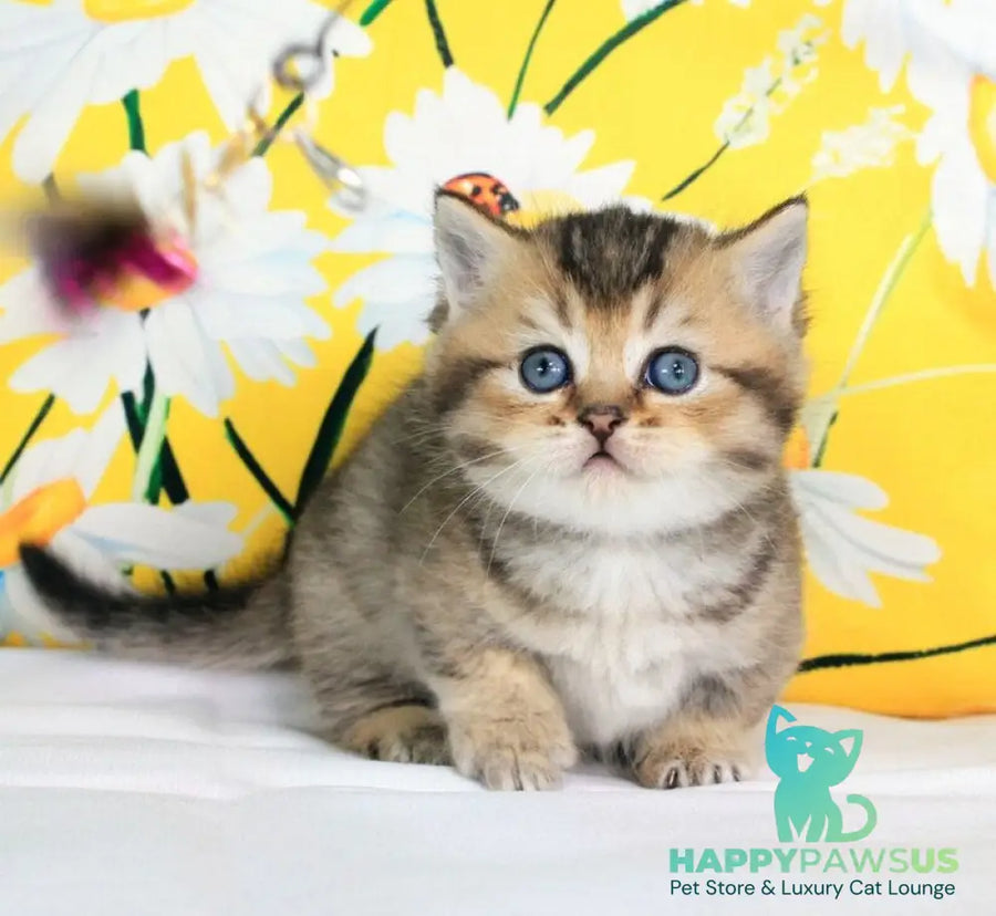 Tiffany Munchkin female black ticked tabby - live animals