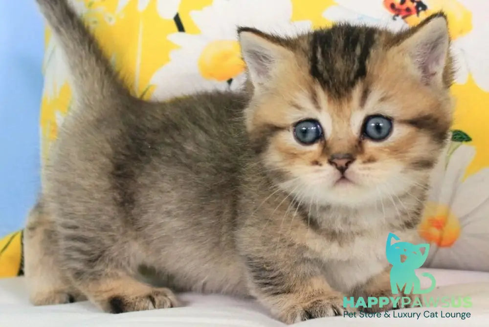 Tiffany Munchkin female black ticked tabby - live animals