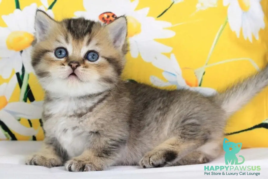 Tiffany Munchkin female black ticked tabby - live animals