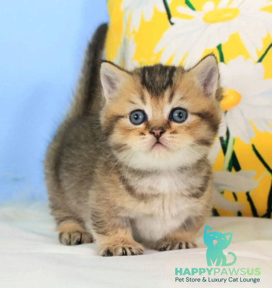 Tiffany Munchkin female black ticked tabby - live animals