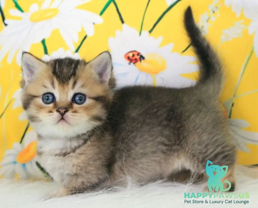 Tiffany Munchkin female black ticked tabby - live animals