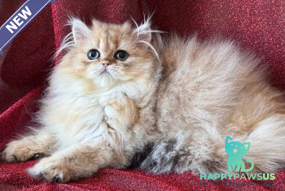 Tiffany Persian female black golden shaded - live animals