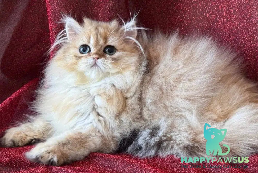 Tiffany Persian female black golden shaded - live animals