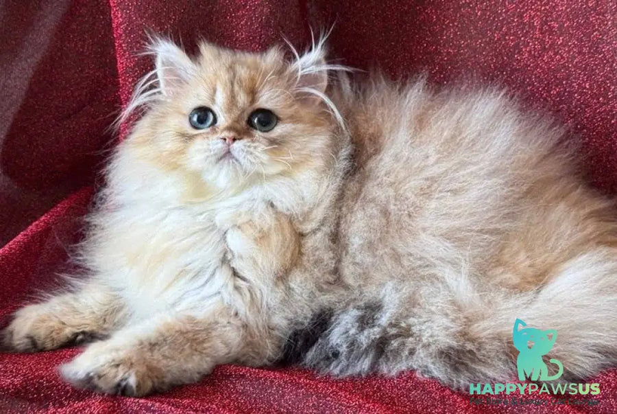 Tiffany Persian female black golden shaded - live animals