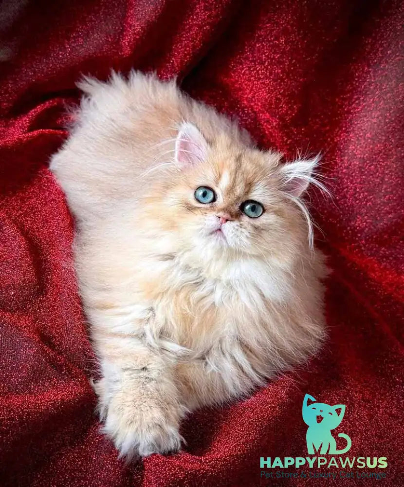 Tiffany Persian female black golden shaded - live animals