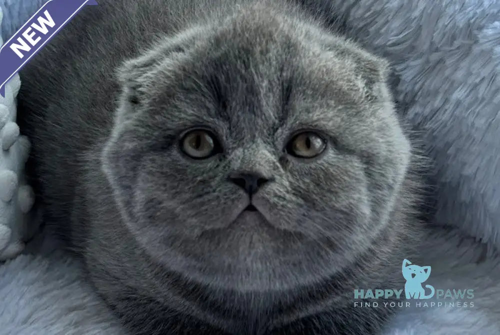 Tiffany Scottish Fold female blue live animals