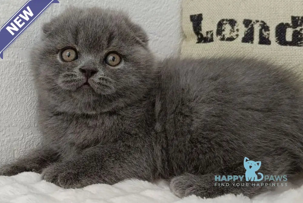 Tiffany Scottish Fold female blue live animals