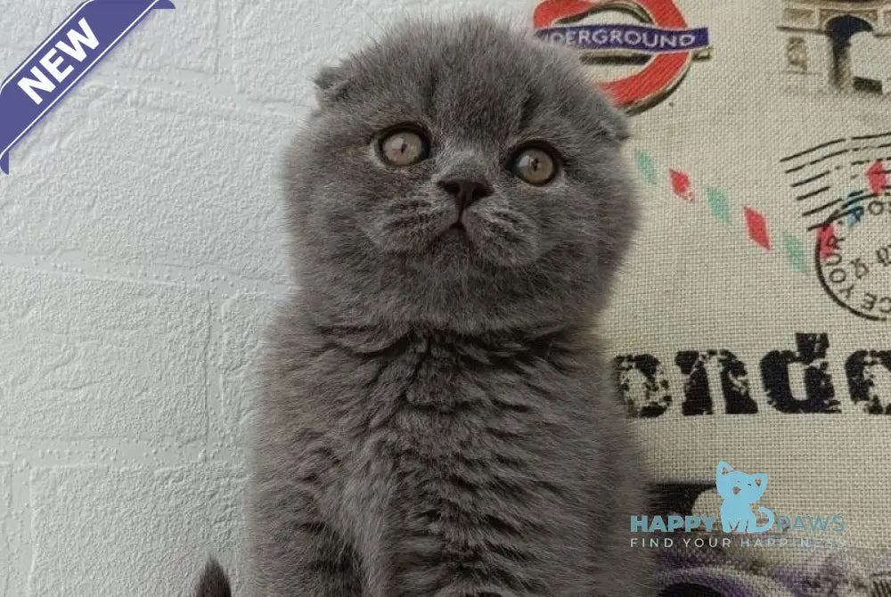 Tiffany Scottish Fold female blue live animals