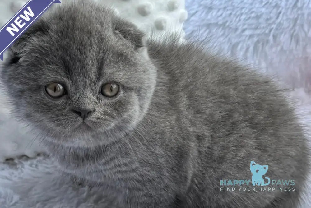 Tiffany Scottish Fold female blue live animals