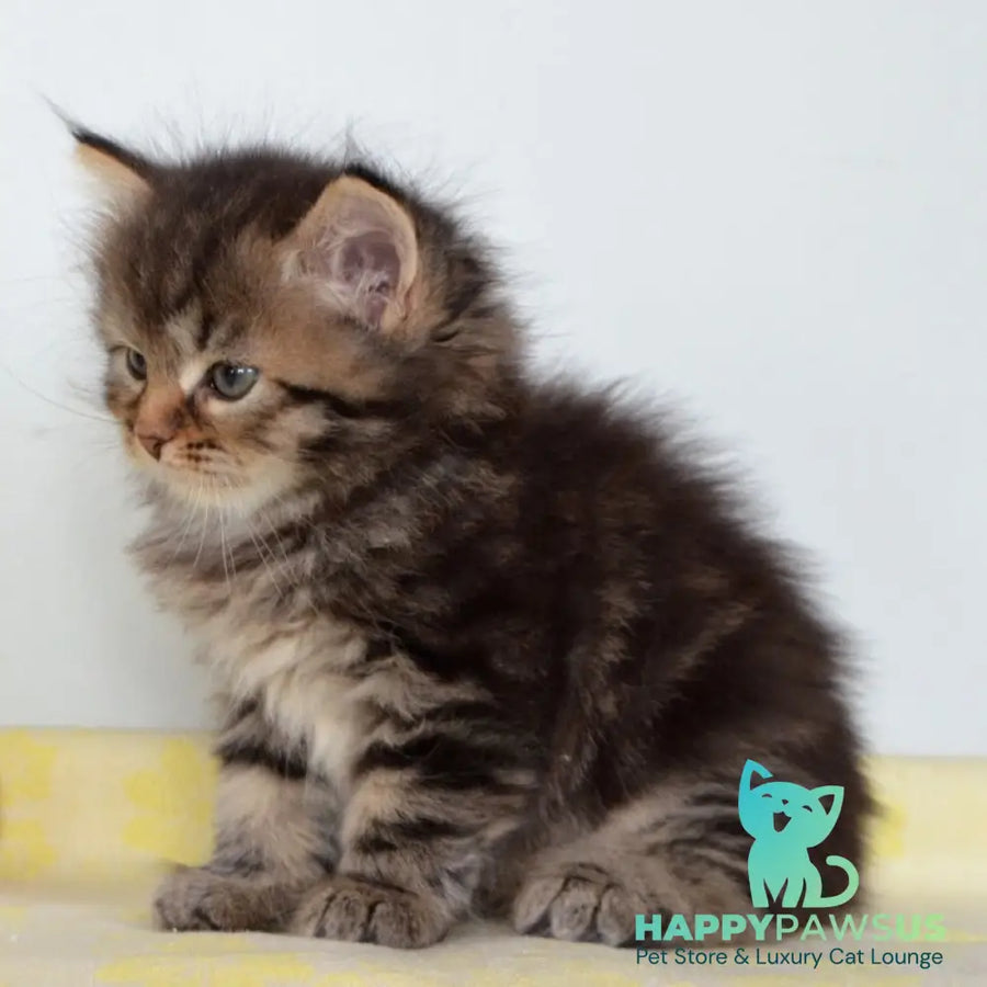 Tiffany Siberian female black tabby - live animals