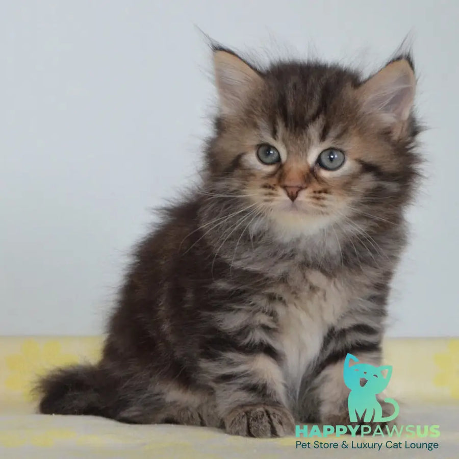 Tiffany Siberian female black tabby - live animals