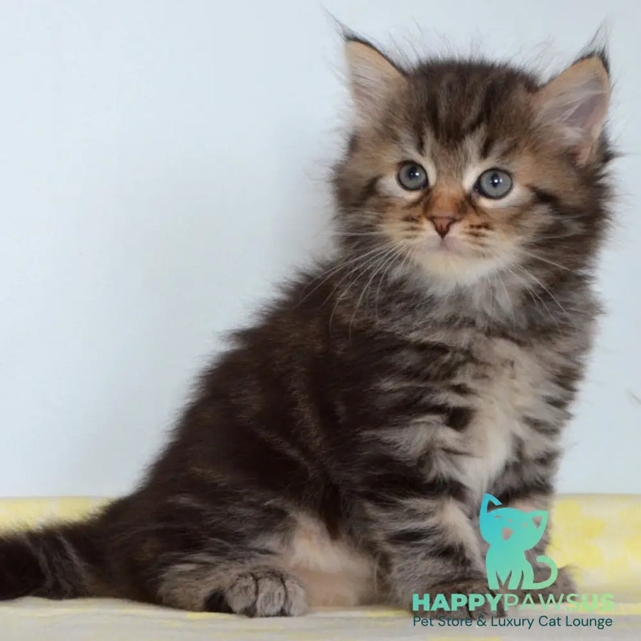 Tiffany Siberian female black tabby - live animals