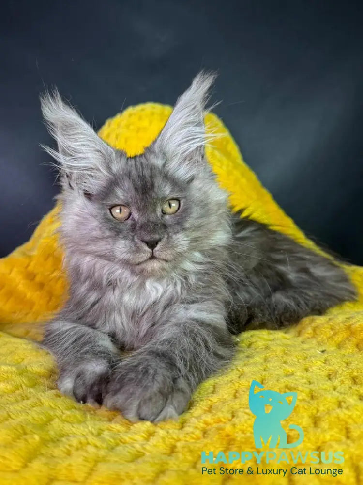 Tiffi Maine Coon female black silver - live animals