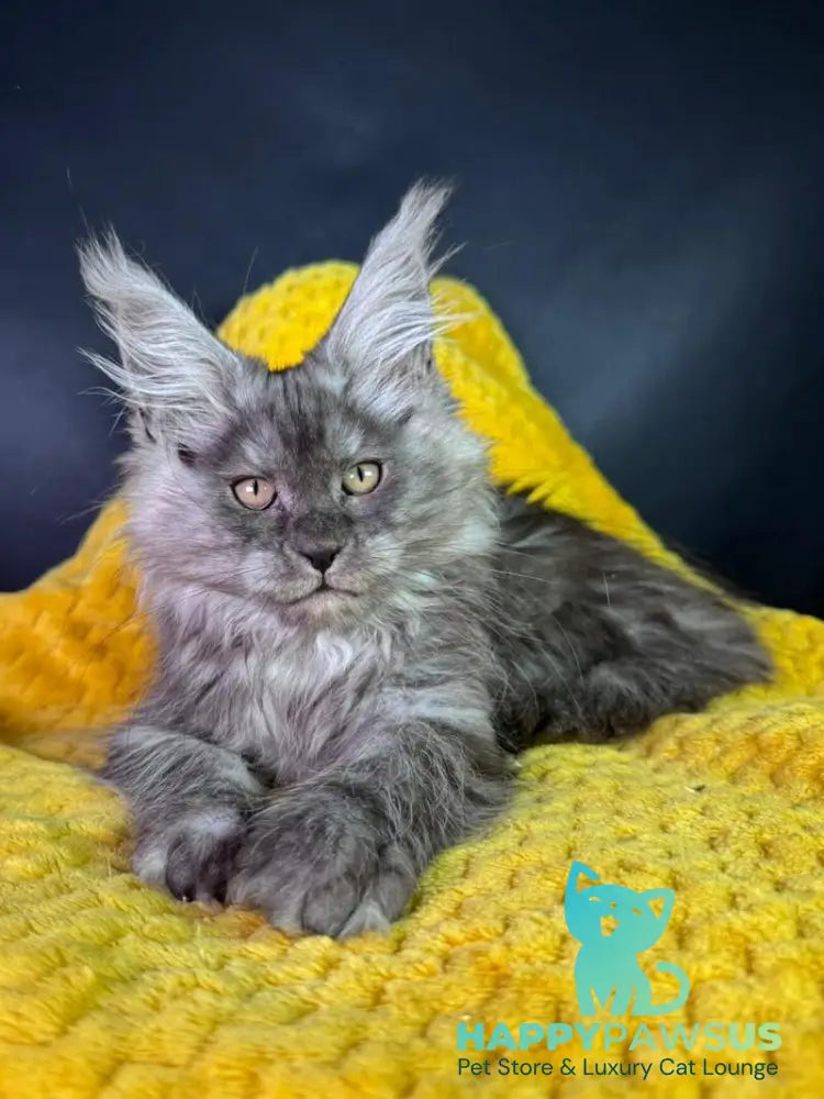 Tiffi Maine Coon female black silver - live animals