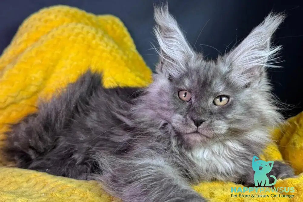 Tiffi Maine Coon female black silver - live animals