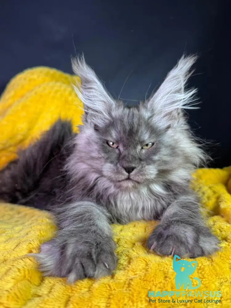 Tiffi Maine Coon female black silver - live animals