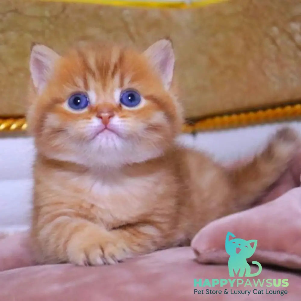 Tiger British Shorthair male chocolate golden ticked tabby - live animals