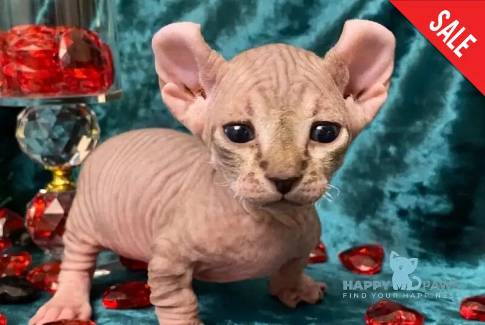 Tiger Dwelf male lilac tabby live animals