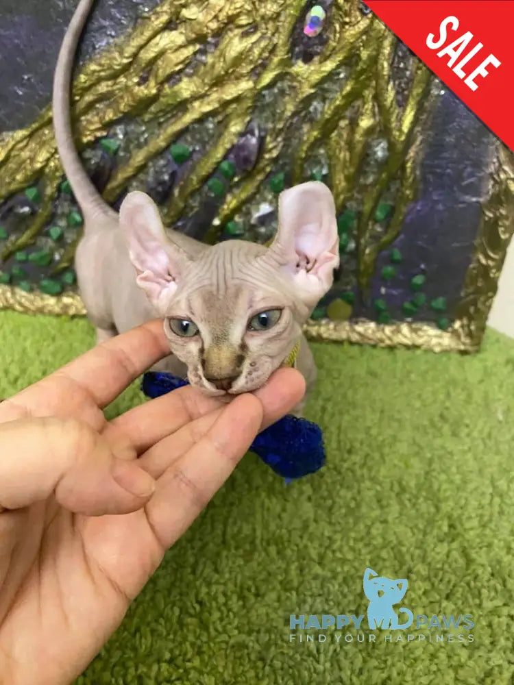 Tiger Dwelf male lilac tabby live animals