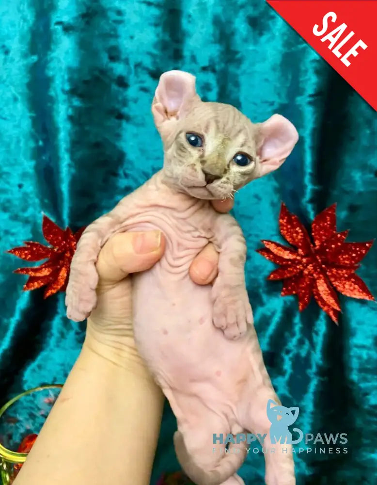 Tiger Dwelf male lilac tabby live animals