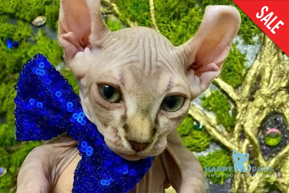 Tiger Dwelf male lilac tabby live animals