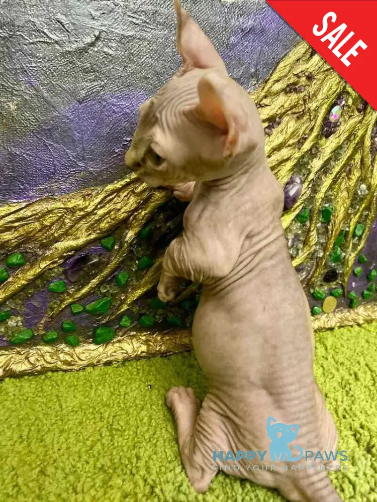 Tiger Dwelf male lilac tabby live animals