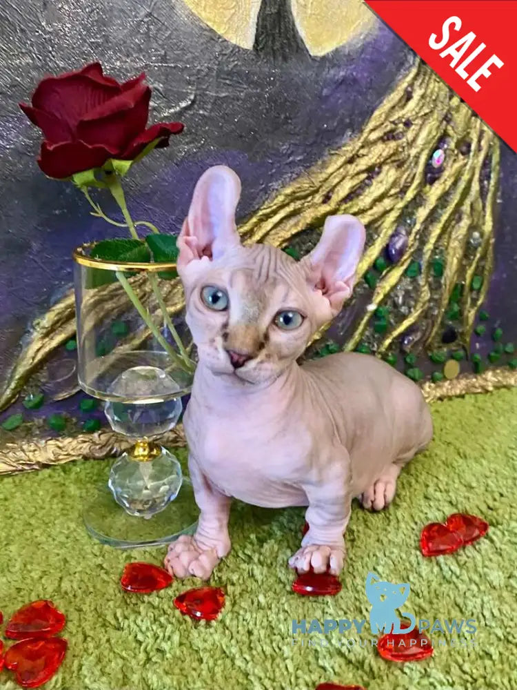 Tiger Dwelf male red tabby live animals