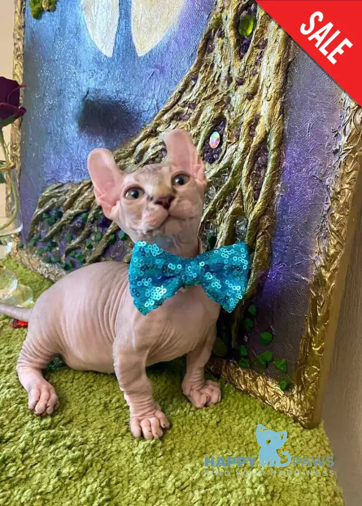 Tiger Dwelf male red tabby live animals