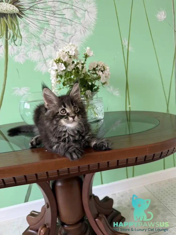 Tiger Maine Coon male black tabby - live animals