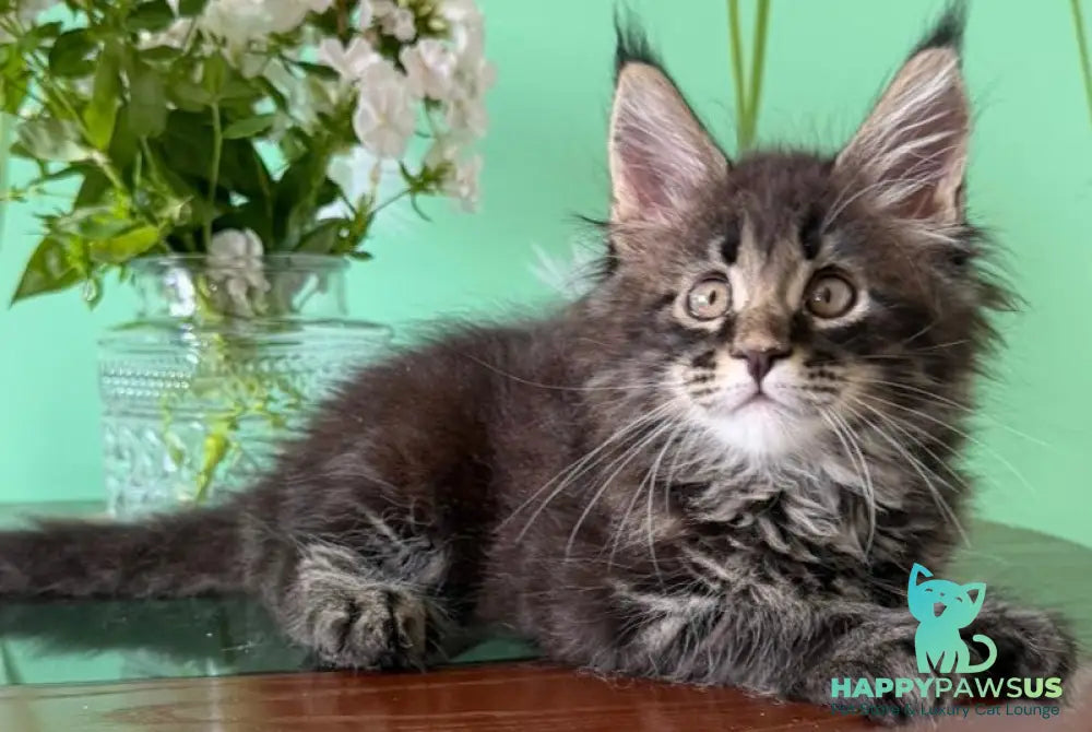 Tiger Maine Coon male black tabby - live animals