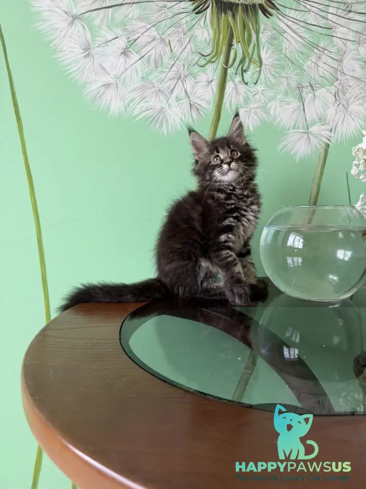 Tiger Maine Coon male black tabby - live animals