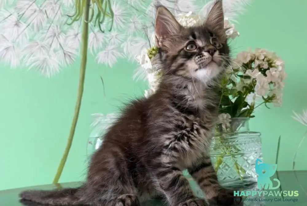 Tik-Tok Maine Coon male black spotted tabby - live animals