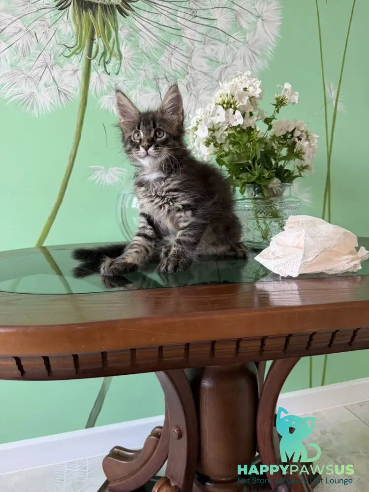 Tik-Tok Maine Coon male black spotted tabby - live animals