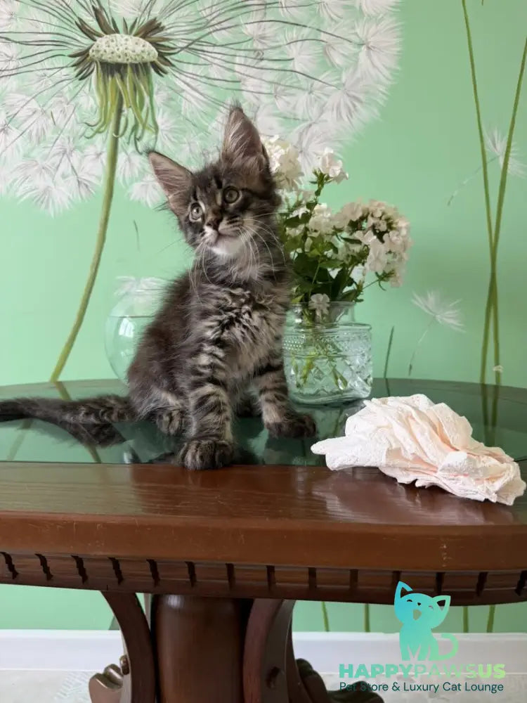 Tik-Tok Maine Coon male black spotted tabby - live animals