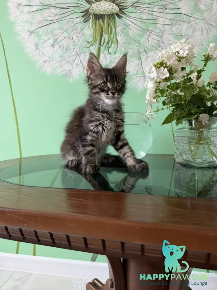 Tik-Tok Maine Coon male black spotted tabby - live animals