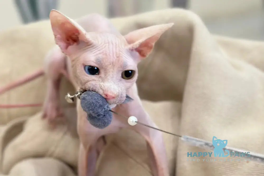 Tiki Canadian Sphynx male white Full Payment live animals